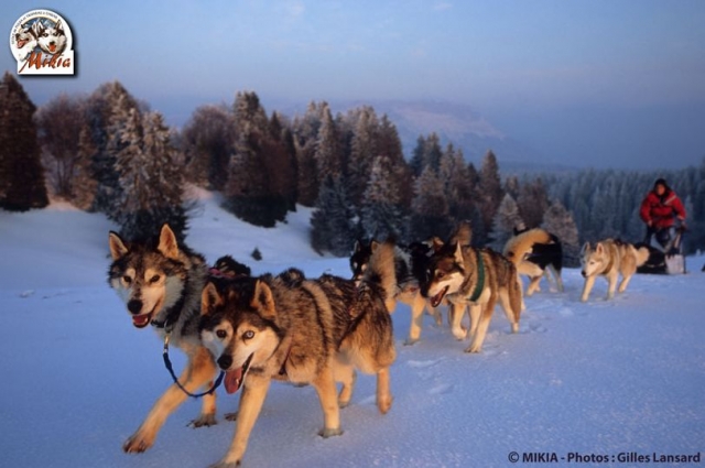 Mikia Traîneau à Chiens